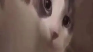 Котик поцеловал тебя/cat kiss you :3