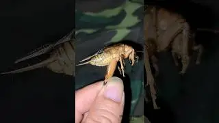 When I was little, I often went to catch crickets like that, it was very fun, how about you guys?