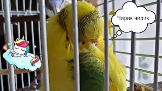 КАК ПОПУГАЙ СПИТ И ОДНОВРЕМЕННО ЧИРИКАЕТ?! Попугаю наверно снится хороший сон) Сон попугая 