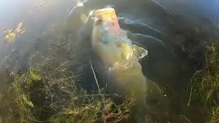 Fishing with Bass Pro brand Stik-o-worm Hammonton