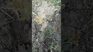 Отличные всходы ореха черного!