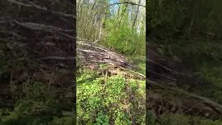 ШАКАЛЫ  