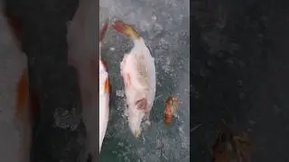 Когда окунь голодный! Матрёшка окунь)) #icefishing #perch #river #riverfishing #зимниярыбалка #зима