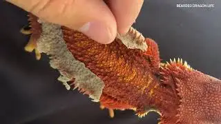Satisfying Shedding Journey of My Baby Bearded Dragons
