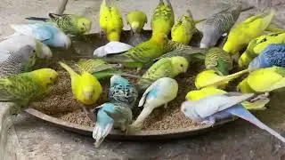Happy Budgies Enjoying a Delicious Feast