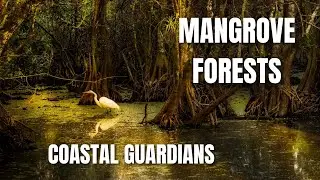 Mangrove Forests: Nature's Coastal Guardians