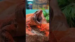 А какие животные у вас? Узнают ли они хозяина?🥱🥱🥱 #тегу