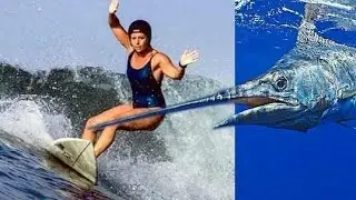 Kılıç balığı saldırıları Swordfish