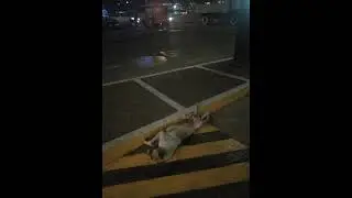 asong walang paki sa mundo