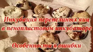 Инкубация перепелиных яиц. Пенопластовый инкубатор - особенности и ошибки инкубации