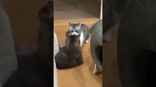 комару и новый тренд... 