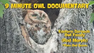 Red Morph screech owl documentary