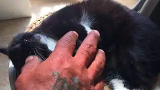 Моя кошка. Рэпчик