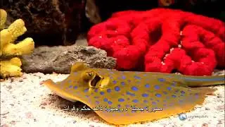 الأدلة العلمية والعقلية على وجود الله (٢-دليل الإمكان)