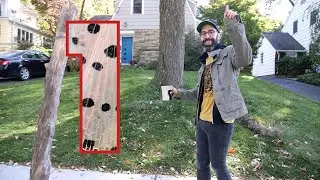 Spotted Lanternfly: Cool Squishes (and Their Uncool Pee)