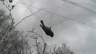 Ловля  певчих птиц новой ОС.
