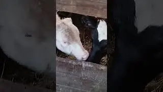 любофь фь
