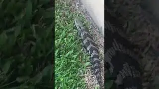Big lizard