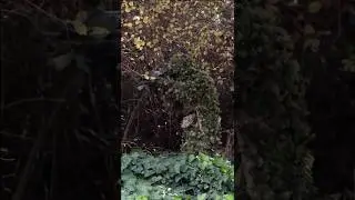 Ghillie Suit Unlocked 🔓 