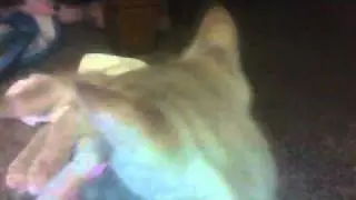 the cat v.s the mouse part 2!