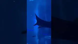 Скаты манта в крупнейшем в мире океанариуме | Manta rays in the world’s largest aquarium