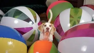 Beach Ball Birthday Surprise for Cute Dog Maymo!