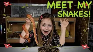 7 YEAR OLD GIRL SNAKE SHOW AND TELL | WILLOW'S REPTILES