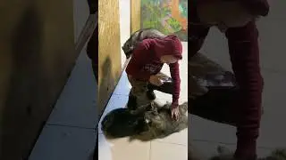 Енот залез на человека и насрал