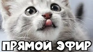 Прямой эфир CONTRA CITY