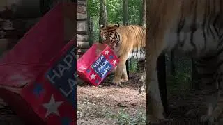 Naveen Tiger enjoys his Labor Day enrichment box