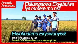 [우간다어 Uganda] Ekifo (e)kyesanyu ku nsi! Awatali COVID nakabika omumwa nenyindo! DOALNARA Oasis 돌나라