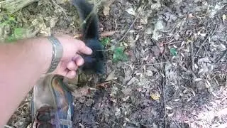 Wild Squirrel Petting Tutorial : How NOT to Pet