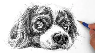 Drawing a Cute Puppy