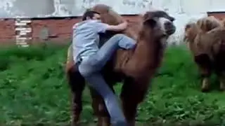 Смешные испуги Животных и Людей! 😂