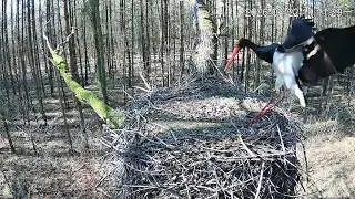22.03.2026 Black Storks Online Lodz / Fermina IV 110X returns after migration