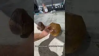 Сколько воды в КОКОСЕ ? 🥥 🌴  