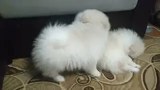 Боевые собаки