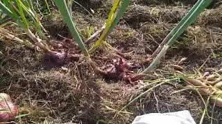 Истобенский это лук шалот , а не репка