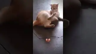 Kendiyle Savaşan Kedi | The Cat is Fighting Itself