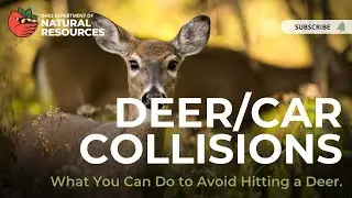 Deer/Car Collisions