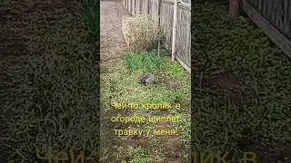 Чей-то кролик в огороде!