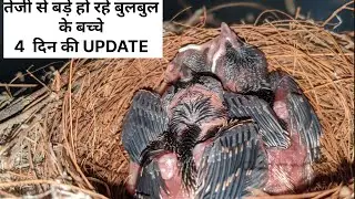 UPDATE  तेजी से बड़े हो रहे बुलबुल के बच्चे #shorts #update #birds #newvlog #vlog