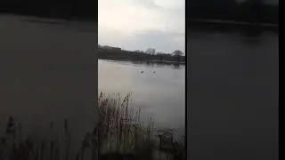 Лебеди на озере