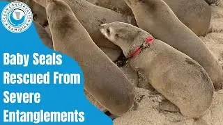 Baby Seals Rescued From Severe Entanglements