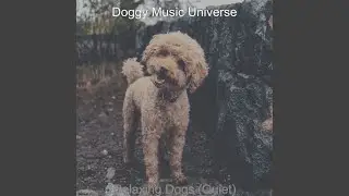 Quiet (Watching Your Dog)