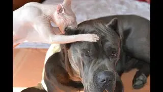 Кане корсо, золотистый ретривер и многие другие.....