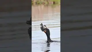 Cormorant VS Bluegill. Who will win?