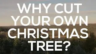 Why Cut Your Own Christmas Tree?
