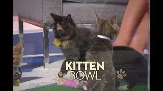 TUESDAY:  “Kitten Bowl” Host Beth Stern & “The Resident” star Matt Czuchry!
