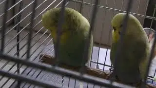 ПТИЦЫ ВВП